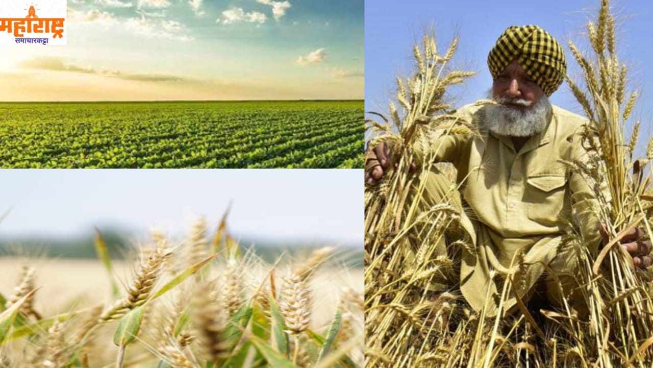 Nova Agritech IPO