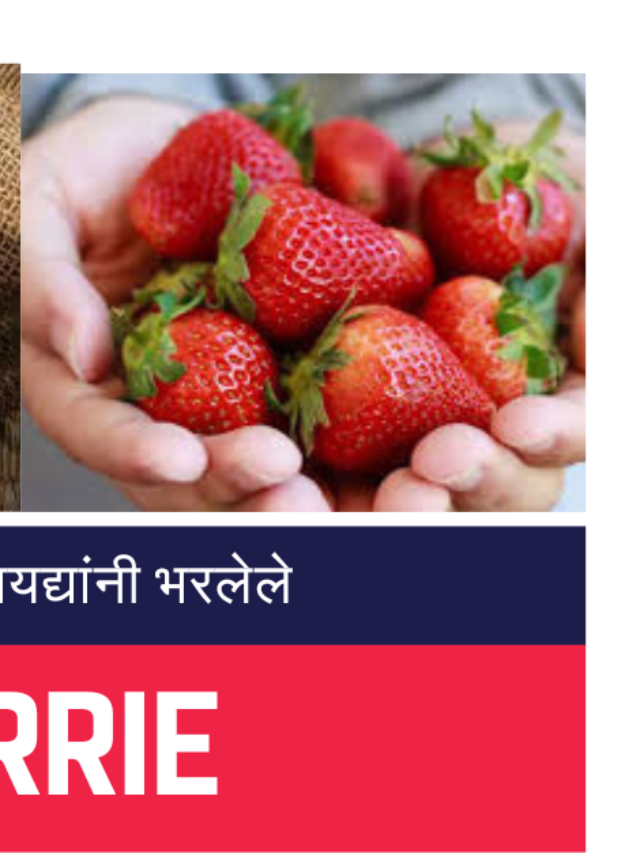 Raspberries Benefits :रेड रास्पबेरी पौष्टिक माहिती, फायदे आणि बरेच काही