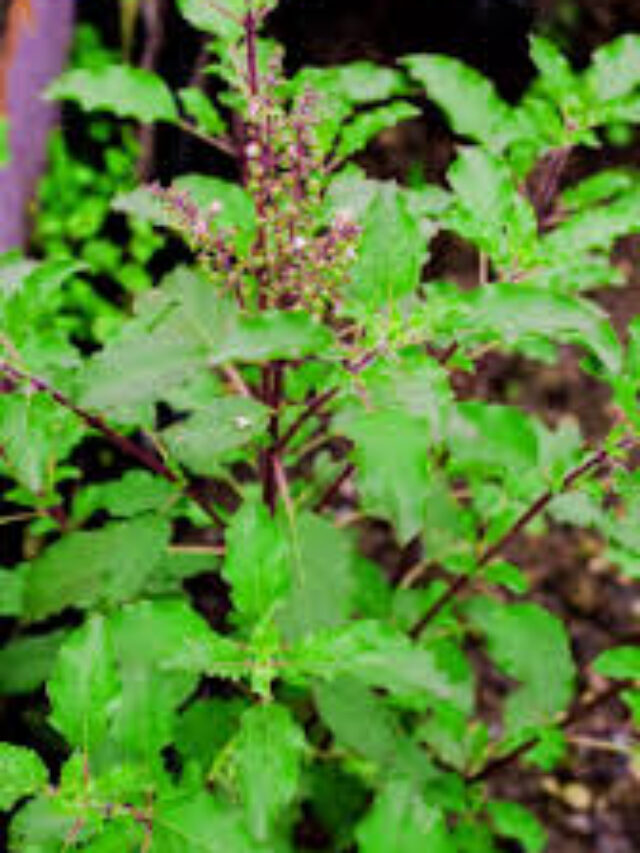 tulsi benefits:आरोग्य फायदे, उपयोग आणि पौष्टिक मूल्य